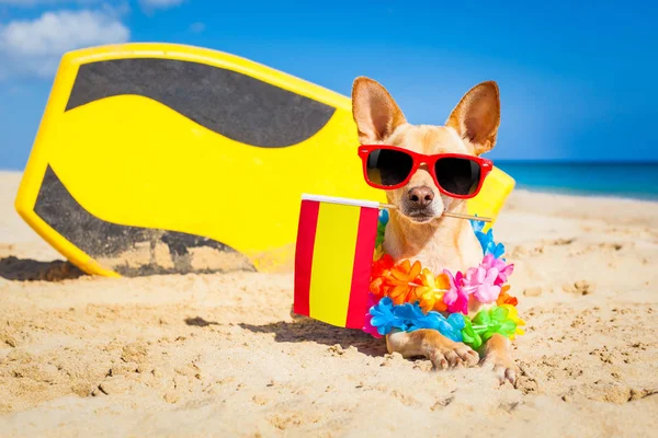 Cão surfista na praia — Fotografia de Stock