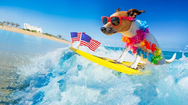 Surfer dog  at the beach — Stock Photo, Image
