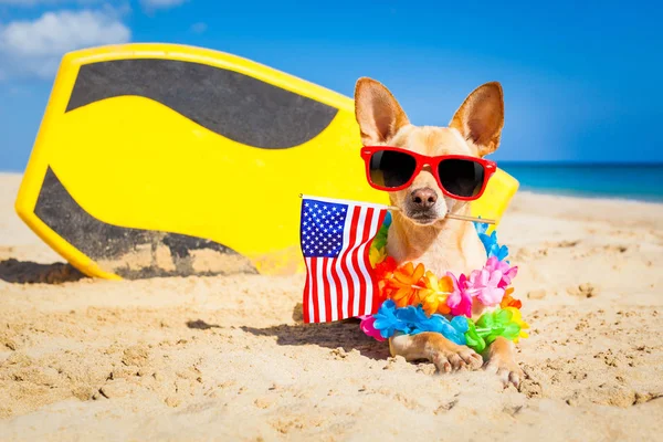 Серферская собака на пляже — стоковое фото