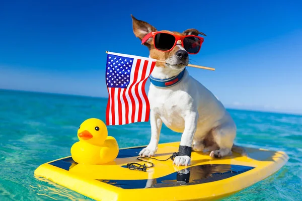 Surfer dog  at the beach — Stock Photo, Image