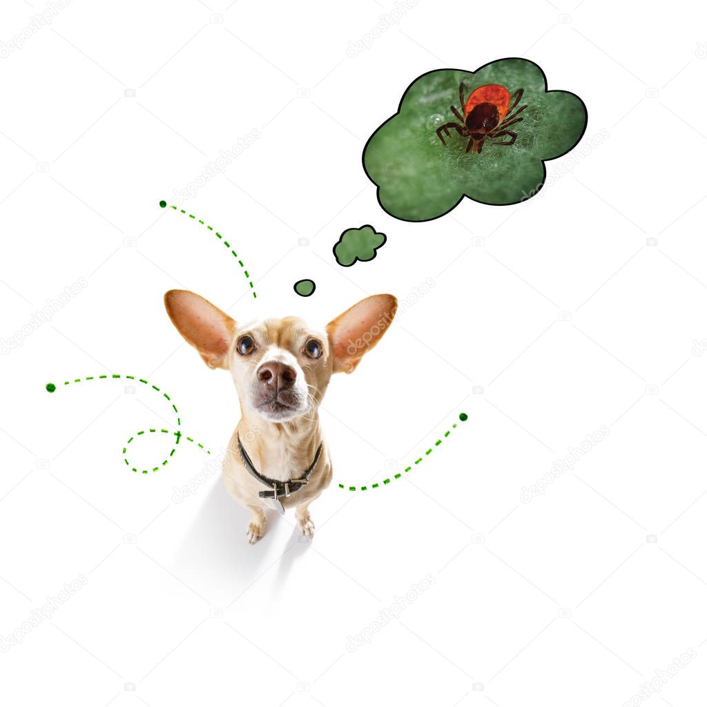 dog  with fleas, ticks or insects