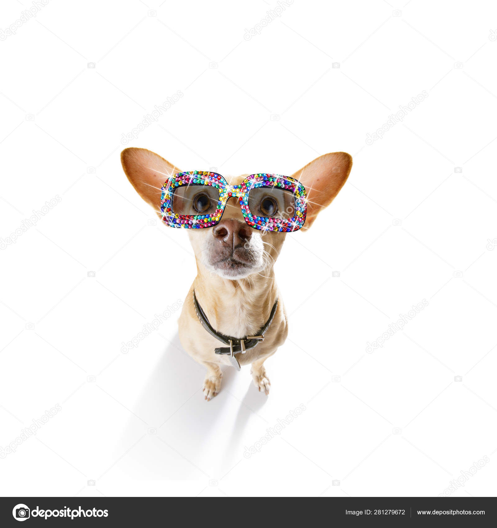 Happy Birthday Chihuahua Stock Photos Royalty Free Images Depositphotos Happy Birthday Chihuahua Stock Photos Royalty Free Images Depositphotos