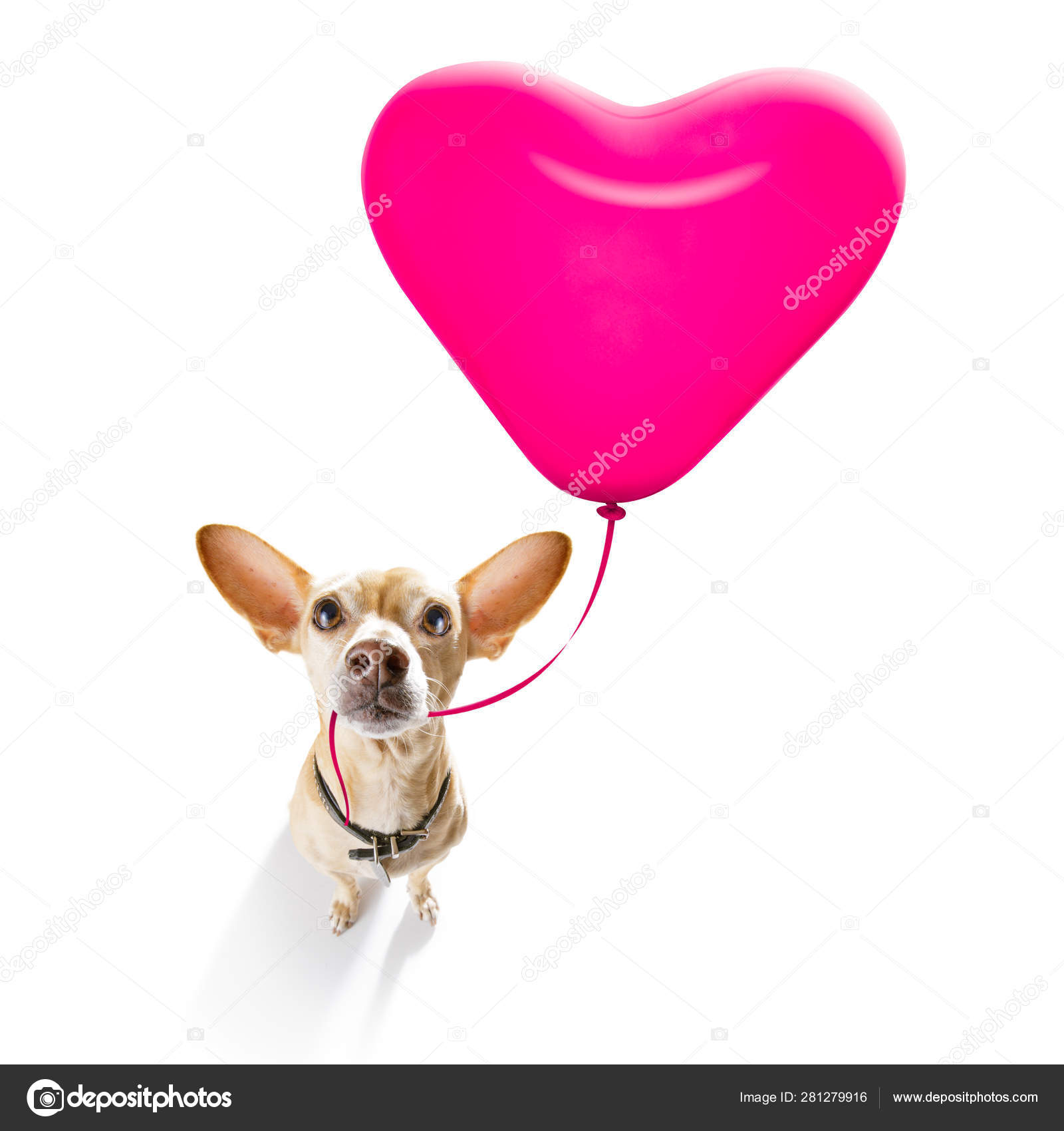 Happy Birthday Valeintines Dog Stock Photo By C Damedeeso