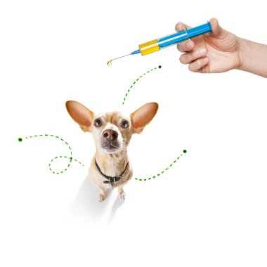dog  with fleas, ticks or insects clipart
