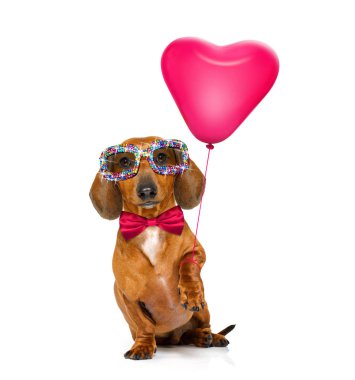 mutlu yıllar valeintines köpek