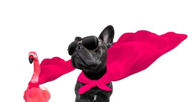 süper kahraman köpek