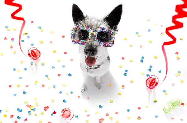 Boldog születésnapot valeintines kutya — Stock Fotó