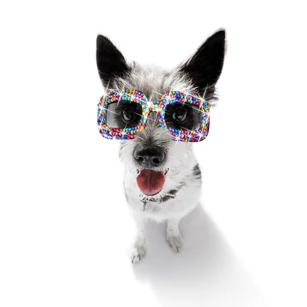 Cão com óculos de sol engraçados fantasia — Fotografia de Stock