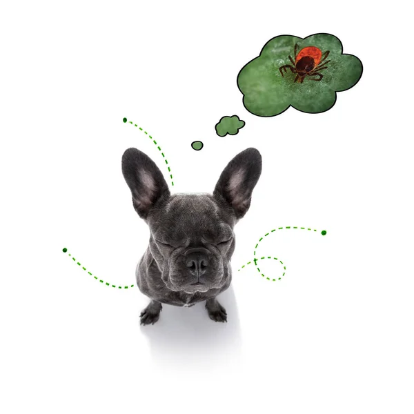 Pies z pchami, kleszcze lub owady — Zdjęcie stockowe