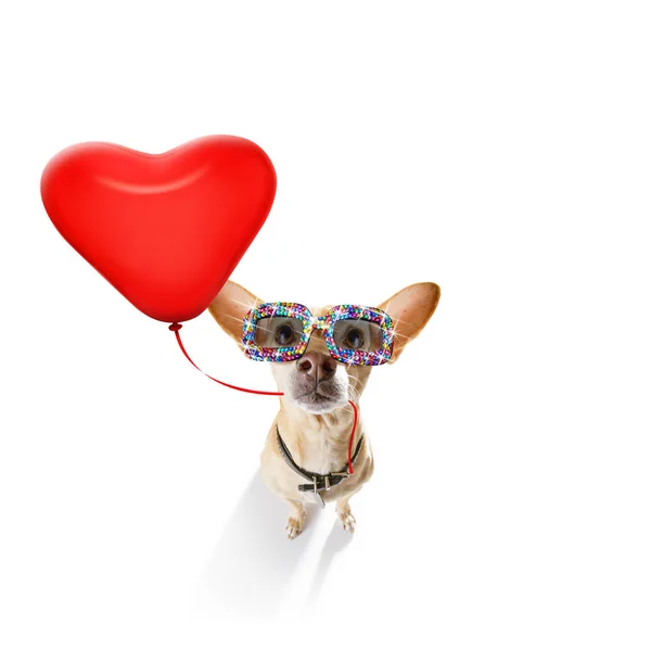 Gelukkige verjaardag valeintines hond — Stockfoto