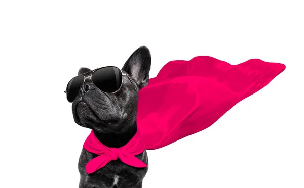 Anjing pahlawan super — Stok Foto