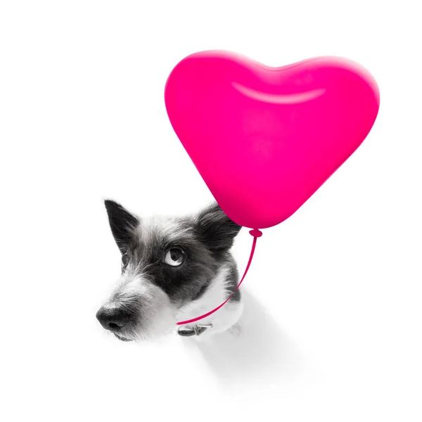 Happy birthday  valeintines dog — Stock Photo, Image
