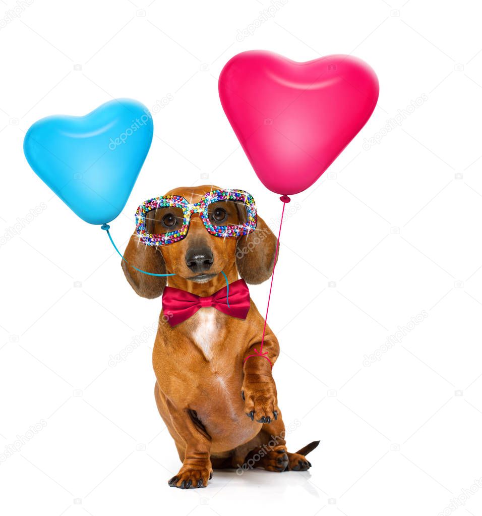 happy birthday  valeintines dog