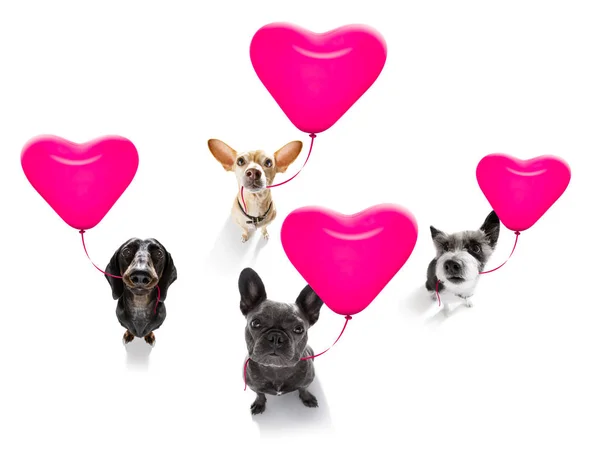 Happy birthday  valeintines dogs — Stock Photo, Image