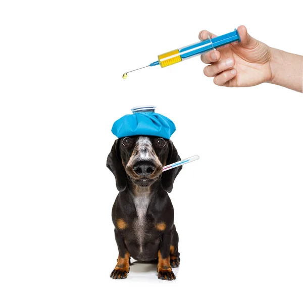 Sjuk sjuk hund med sjukdom — Stockfoto