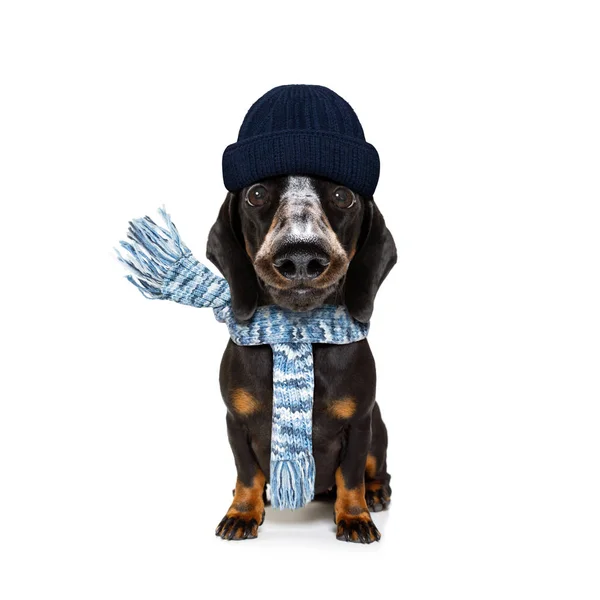 Yün eşarp ve kap ile dondurucu köpek — Stok fotoğraf