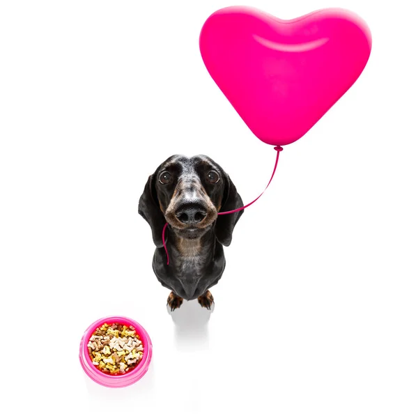Happy birthday valeintines dog — стоковое фото