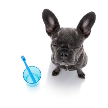 diş diş fırçası köpek