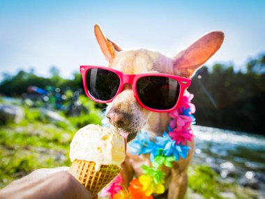 köpek yaz tatil dondurma yalama 