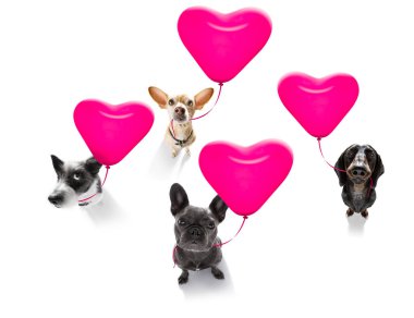 mutlu yıllar valeintines köpekler