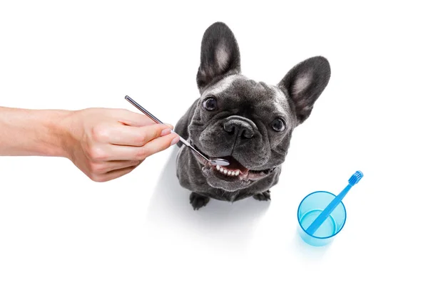 Dental tandborste hund — Stockfoto