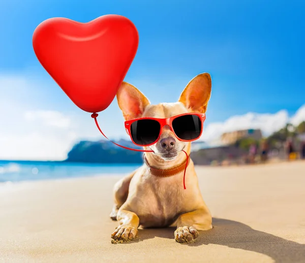 Chihuahua summer dog — Stock Photo, Image