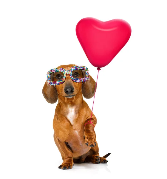 Feliz aniversário valeintines cão — Fotografia de Stock