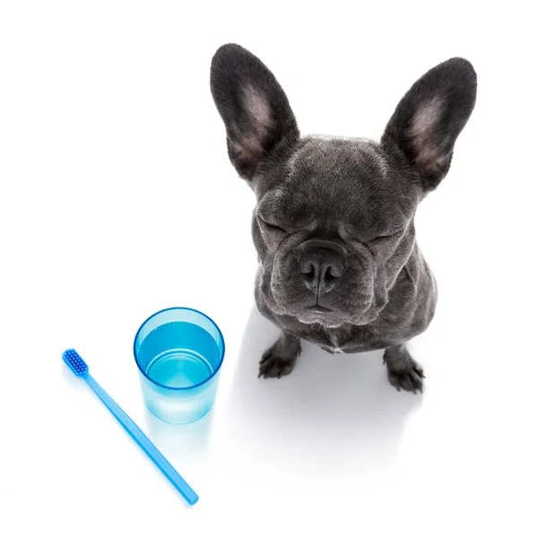 Dental tandborste hund — Stockfoto