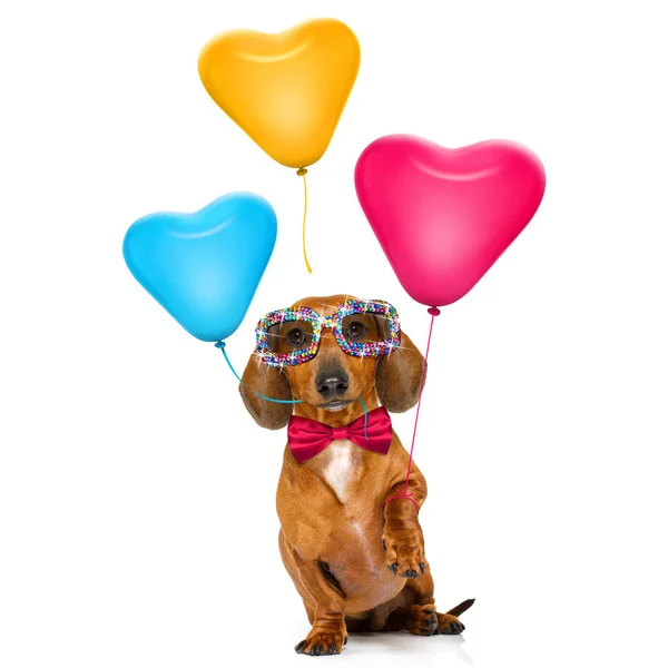 Šťastný narozeninový sluha pes — Stock fotografie