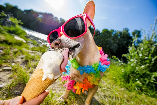 Hond zomer vakantie likken ijs — Stockfoto