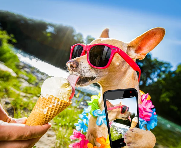 Chien vacances d'été lécher la crème glacée — Photo