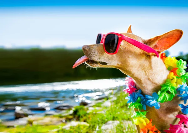 Spiaggia estate vacanza cane — Foto Stock