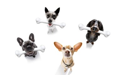 büyük kemik ile köpek 