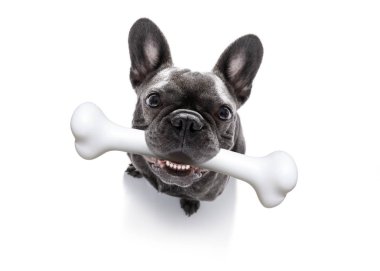 büyük kemik ile köpek 