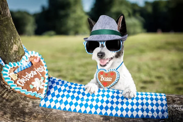 バイエルンのビールの犬 — ストック写真