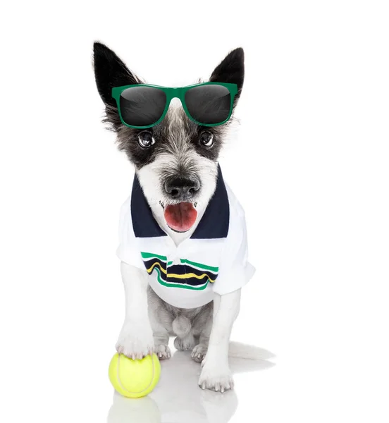 Tenisový pes s majákem a míčem — Stock fotografie
