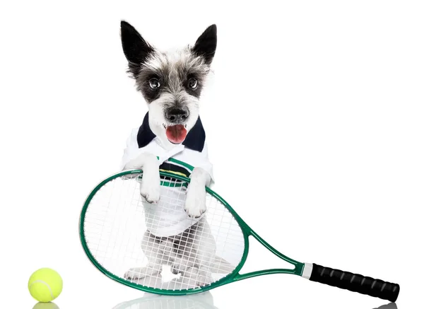 Tennis dog  with owner and ball — Stock Photo, Image