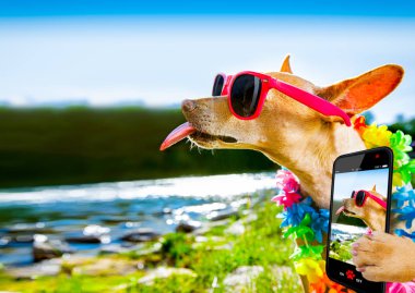 plaj yaz köpek selfie tatil