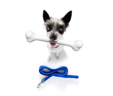 büyük kemik ile köpek 