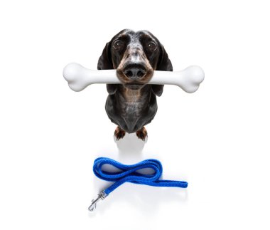 büyük kemik ile köpek 