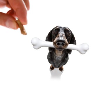büyük kemik ile köpek 
