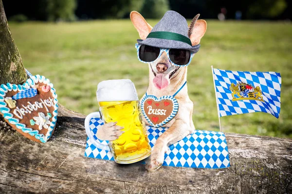 Cane da birra bavarese — Foto Stock