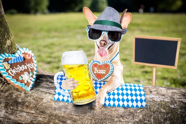 バイエルンのビールの犬 — ストック写真