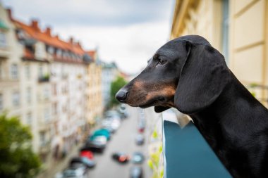 meraklı köpek balkondan izliyor