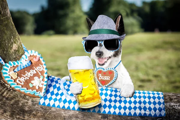 バイエルンのビールの犬 — ストック写真