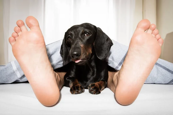 ベッドで眠っている犬と所有者 — ストック写真