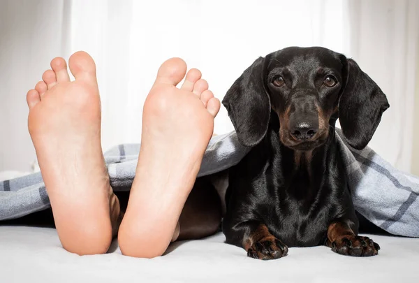 ベッドで眠っている犬と所有者 — ストック写真