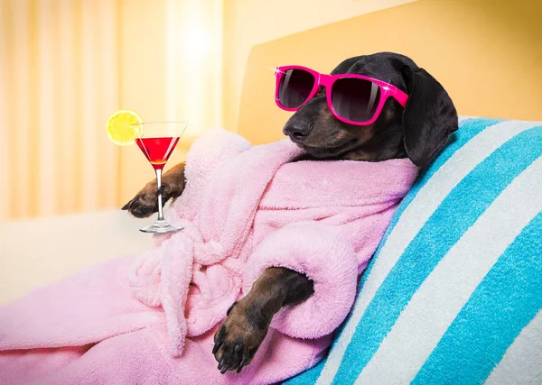 Hund spa wellness salong — Stockfoto