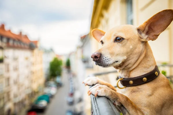 Entrometido viendo perro desde balcón — Foto de Stock