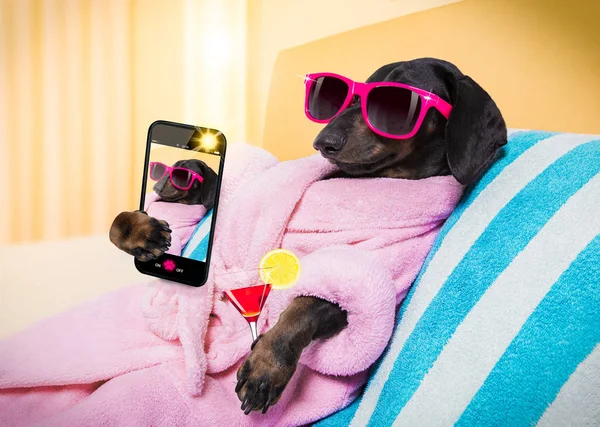 Hond spa wellness salon — Stockfoto